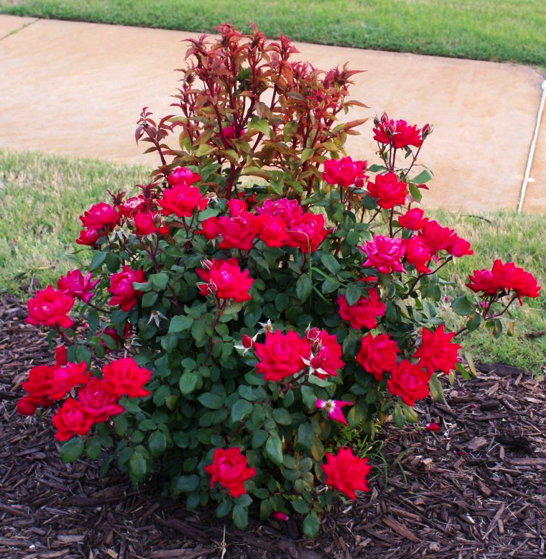 click for info on rose rosette disease